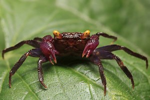 Vampire Crab