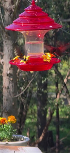 Becka the Hummingbird's Nature Visit