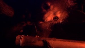 5.4K views · 100 reactions | WHAT IS THAT?! Believe it or not, this interesting creature is actually a lemur, more specifically, an aye-aye! Like all lemurs, aye-ayes are found only on Madagascar! Happy #WorldLemurDay! | Philadelphia Zoo | Facebook