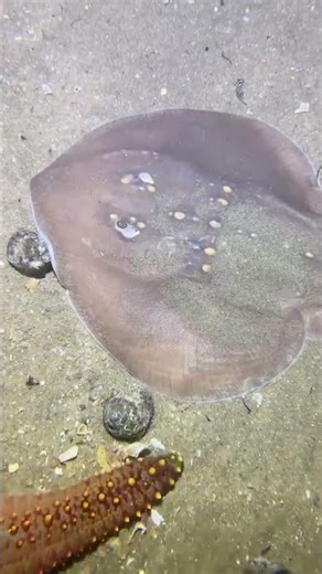 Seafloor Adventure Fishing Live! See How Many Treasures We Can Harvest Today