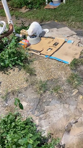 Midnight Snack #shorts #cats