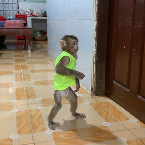 10K views · 379 reactions | Mommy buying tiger for for baby monkey ROJO playing so funny | Monkey ROJO | Facebook