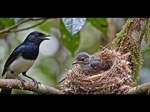 What Happens During a Magpie Robin's First 30 Days