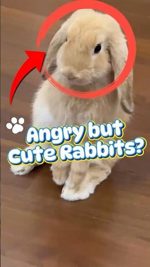 Why Do Rabbits Stomp Their Feet? 🐇 The Secret Answer!