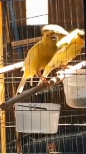 Warning: This Canary Song Is Addictive 😍🐤”
