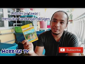 Lobster air tawar : mengukur kandungan oksigen | sera oxygen test (O2 test)