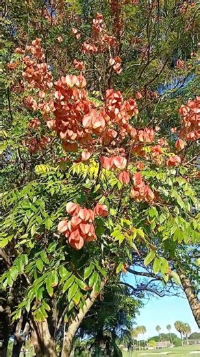 Amazing Golden Rain Tree, sometimes called the Flamegold Tree or Taiwan Rain Tree 🌳💛 🌿🌺 #florida
