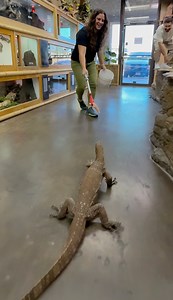 915K views · 3.8K reactions | This guy is one of my favorite dudes here at the zoo! He is an Asian water monitor with crazy speed and a super impressive jump!  He got a little too excited there  and decided to take a detour and chase my shoe!  He got the hang of things eventually though  happy Saturday, everyone! | The Reptile Zoo | Facebook