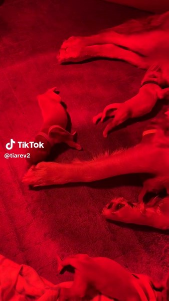 My Gracie gave birth to 9 puppies on the 4th of July. Such an amazing experience. #goldenretriever #goldenretrieverlife #puppies #goldenpuppies #4thofjuly