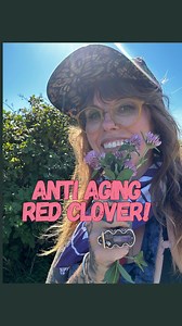6.7K views · 362 reactions | Let’s talk about the ant aging properties of Red Clover #redclover #redcloverbenefits #whichbetty #antiaging #antiagingskincare #antiagingtreatment #menopause #perimenopause #perimenopausehealth #menopauseawareness #pnw #forager #foraging #herbalism #herbaltea | Elizabeth Burdock | Facebook
