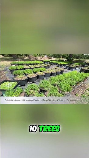 Pre Sale Special 10 Moringa Trees Starter Kit Half Off!