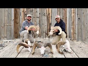 Sheep Dead Heads EVERYWHERE! Huge Desert Bighorn Die Off