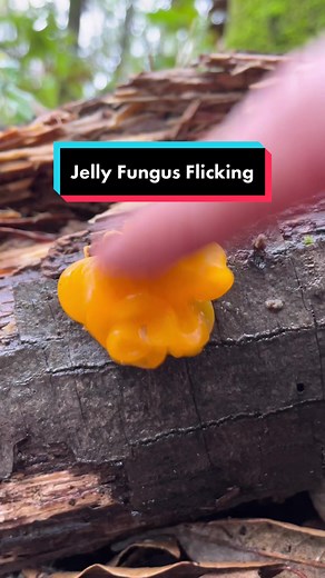 Some Friday Fungus Flicking Fun! These jelly fungi are found growing on decaying logs, they are edible but flavorless. The fruiting body is remarkably resilient, able to dry out completely then rehydrate when it rains, they can persist for months! Not sure why the comments always get so wild on these posts 🤷‍♂️ #jellyfungus #witchesbutter #mushroomasmr #ushygushy #squishyasmr #asmrsquishy #mycology #fungi #mushrooms #fascinatedbyfungi #mycophile #🍄💦