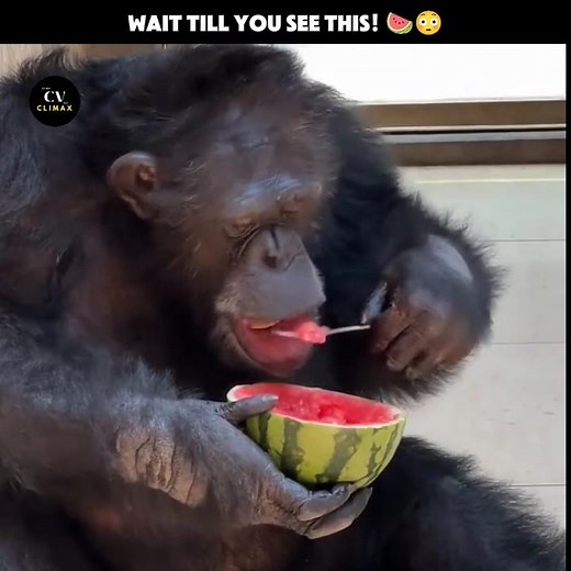 How Animals Eat Watermelon! 🍉😂 | Amazing Animal Eating Styles