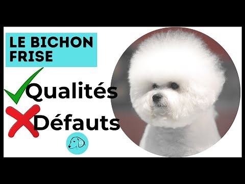 Tout Savoir sur le Chien Bichon Frisé 👉 Découvrez le Qualités et Défauts de ce chien