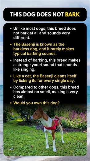 Why This Dog Won’t Bark at All