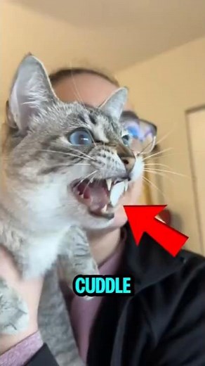 TOP 5 ANIMALS THAT'LL MAKE YOUR CHRISTMAS COZY! 🦙🎄