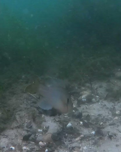 Bluegill Attacking Bass Eggs! #shorts