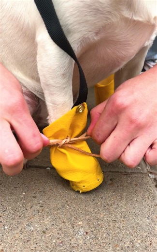 485K views · 1.3K reactions | Proyek DIY yang ramah anjing untuk membuat hewan peliharaan Anda bahagia | Kerajinan 5-Menit Laki-Laki | Facebook