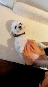 12 reactions |  Nouveau cours pour les amis des chats et des chiens!...