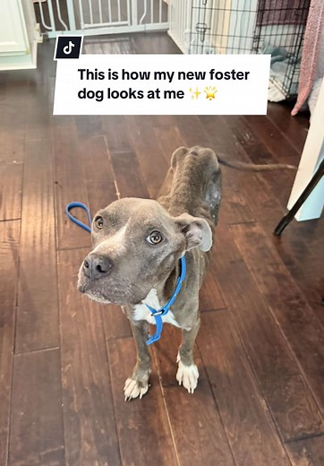 Special Foster Dog's Heartwarming Journey
