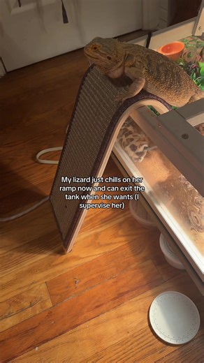 Just a baby #fyp #lizard