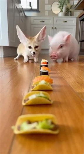 Food Race Went OFF THE RAILS | Fennec Fox vs Piglet 🦊🐷