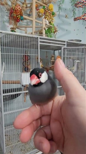 Precious Moments #birdshorts #birds #javafinch #javasparrow #loveofpets