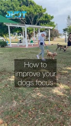 How to improve your Dog focus #dogtraining #puppy