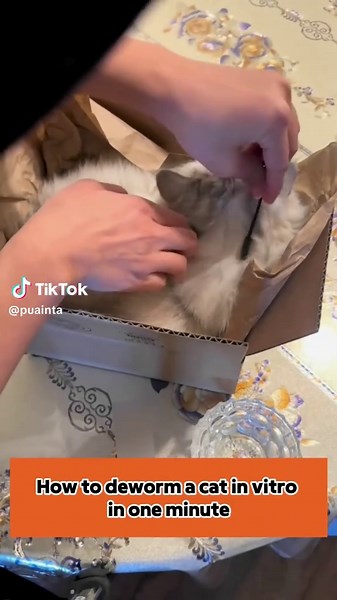 Effective Topical Flea Treatment for Dogs