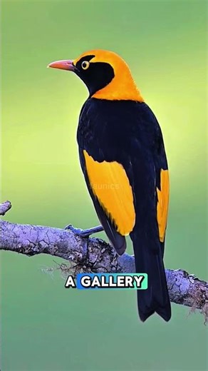 This Bird Builds Mansions to Impress a Date! 😲😁 #bowerbird #birds