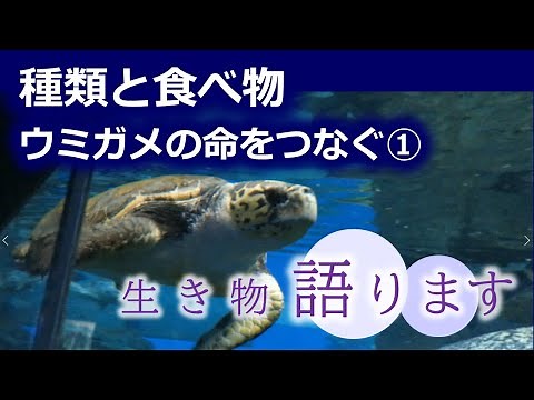 【名古屋港水族館生き物情報局】ウミガメの命をつなぐ① ウミガメの種類 と 食べ物【生き物語ります】