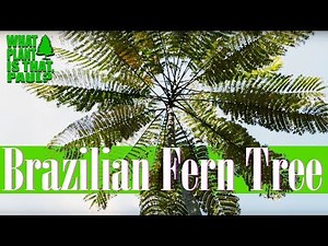 Propagating a BRAZILLIAN FERN TREE ( Is it Possible? )