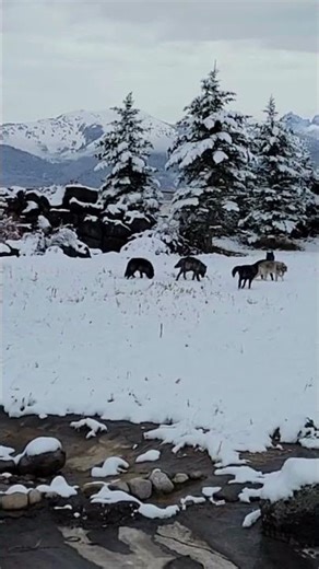 Happy Holidays from the Wolves of Earthfire Institute