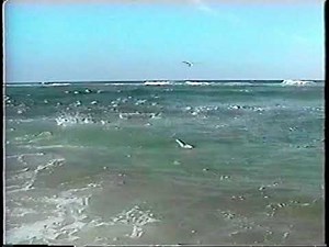 Bluefish 1998 Courtesy of Bob Popovics