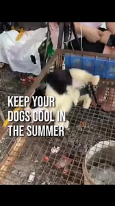 2M views · 5.4K reactions | Keeping your dog cool during summer is...