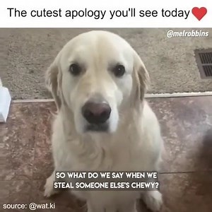 1.4M views · 43K reactions | awww of the day | Memes. | Facebook