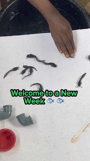 Le calibrage des silures est très important 😌💦❤️ 🎥@Thefarmladyaquatics #Pisciculture #silure #tilapia #hors_sol #formation _________________________ Elevage Multi-Sectoriels | Formation en Pisciculture