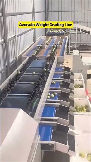 Automatic Avocado Weight Sorting and Grading Line Machine