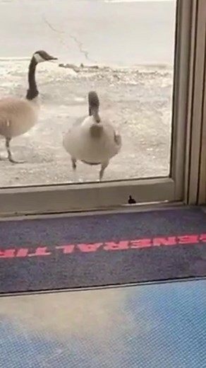 Funny Goose with Bent Beak Fail Compilation