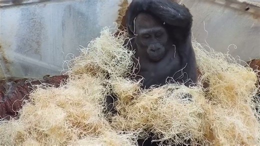 24K views · 1.7K reactions | Watch our gorilla troop LIVE on Twitch 轢...