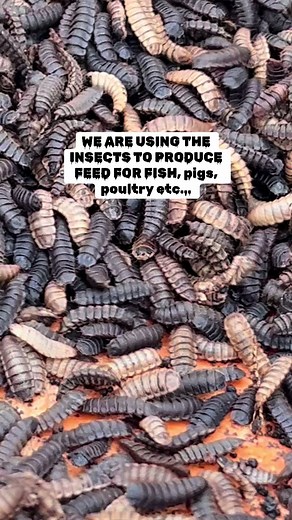 How we use insects to make feed