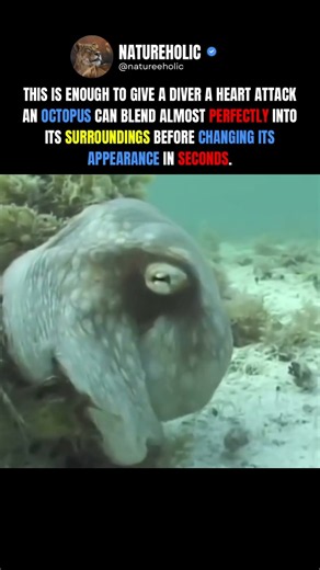 Octopus Camouflage Makes It Nearly Invisible #octopus #animals #shorts
