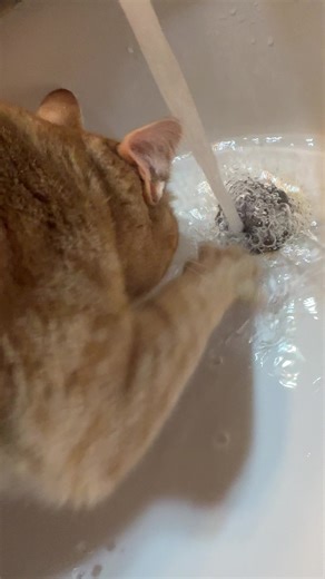 do you think he want to swim? plz ignore the faucet I shall clean it tmr lmk if yall wanna see a cleaning vid 🙂