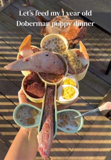 Savory Ground Rabbit Dinner Recipe for Your Doberman