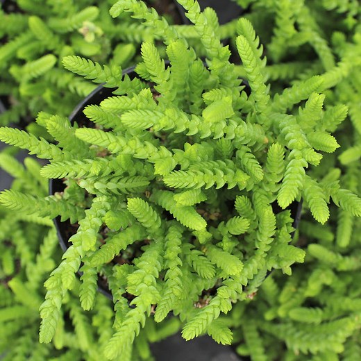 Crassula muscosa - Watch Chain