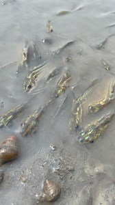 17M views · 110K reactions | Mud Fishing | Fishing Village | Facebook