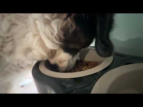 The Most Extravagant Dinner Party for a Dog