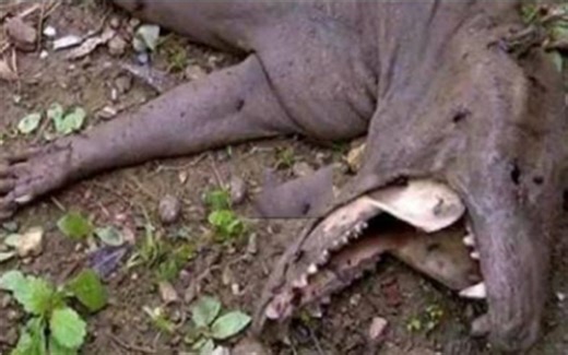 狼人真的存在吗？美国发现神秘怪物，杀人如麻太恐怖！