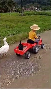 A little boy on a tractor with chicken, duck and dog living his dream.